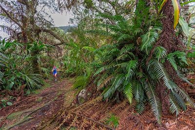 Forêt de tamarins de Bélouve - Cirque de Salazie - La Réunion 