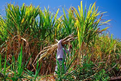 Culture de canne à sucre - Salazie - La Réunion