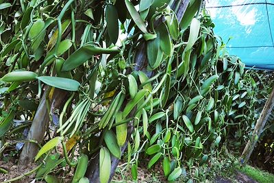 Plantation de vanille - La Réunion