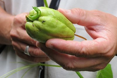Balade à Dodo - Salazie - La Réunion