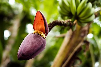 © Eric / Adobe Stock - Banane en fleurs - La Réunion Banane en fleurs - La Réunion