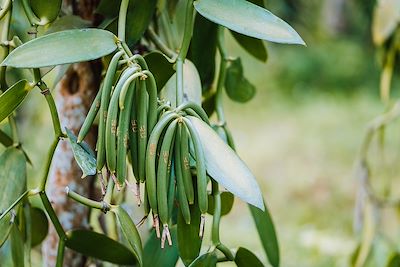© Igor Tichonow / Adobe Stock - Plantation de vanille - La Réunion Plantation de vanille - La Réunion