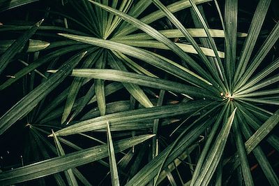 © woody van der straeten / Unsplash - Plante de la Réunion Plante de la Réunion