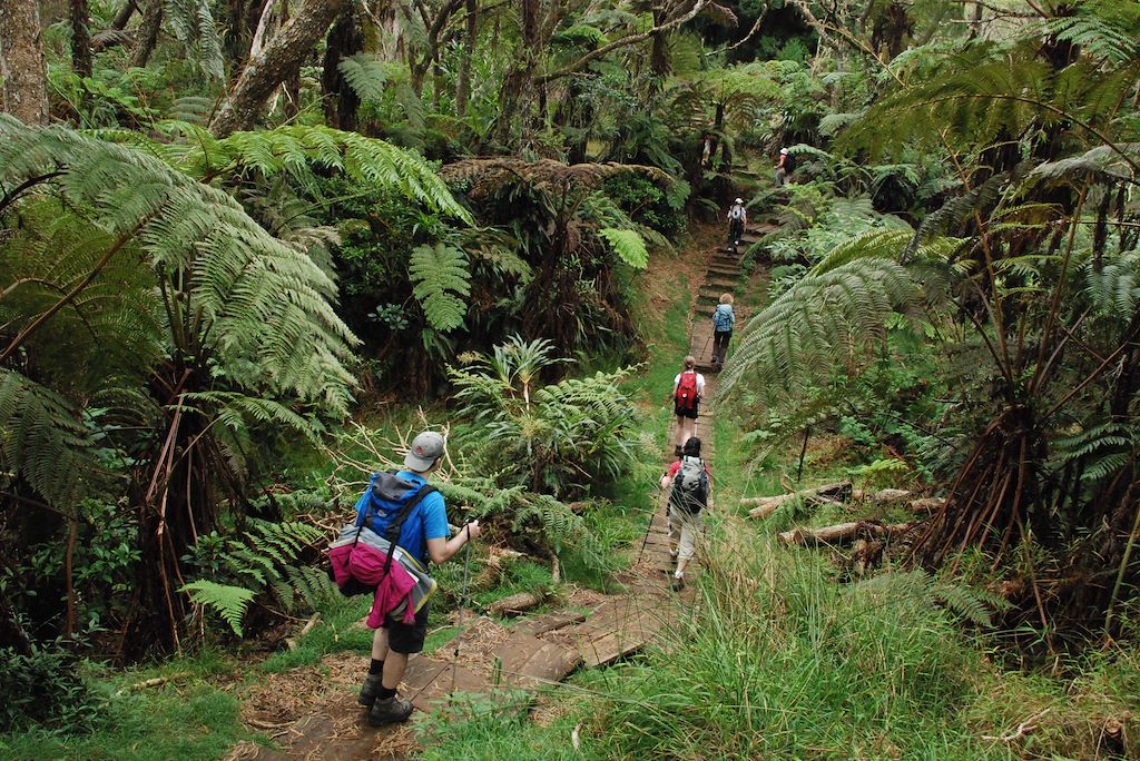Image Randonnée cirque de Mafate - Trek Mafate - Ascension Piton des Neiges - Randonnée forêt de Bélouve