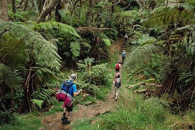 © Jean-Bernard Desbat - La forêt de Bélouve – île de la Réunion La forêt de Bélouve – île de la Réunion