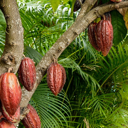 Découverte Réunion