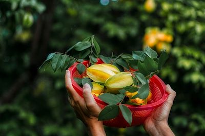 Grappes de caramboles mûres, également appelées fruits étoilés - La Réunion
