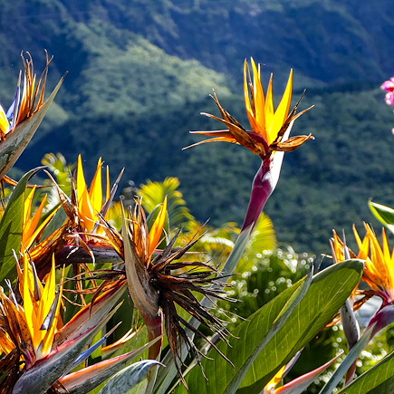 Découverte Réunion