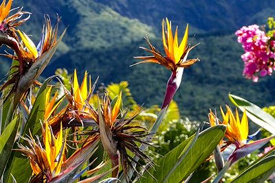 Fleur du Paradis - Ile de La Réunion
