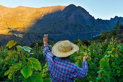 Viticulteur travaillant dans la vigne - Cirque de Cilaos - Ile de la Réunion