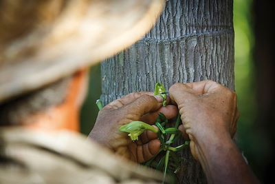 Fécondation manuelle de la vanille - La Réunion
