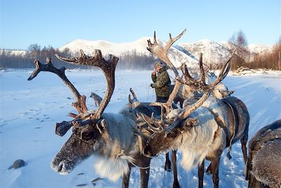 Découverte de la Yakoutie avec les éleveurs de rennes - Russie