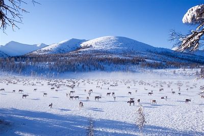 Découverte de la Yakoutie avec les éleveurs de rennes - Russie