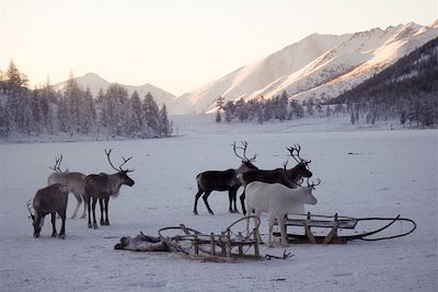 Découverte de la Yakoutie avec les éleveurs de rennes - Russie