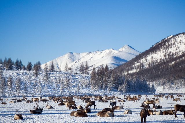 Voyage Chez les éleveurs de rennes de Yakoutie