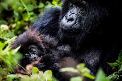 Bisate Lodge - Parc National des Volcans - Rwanda