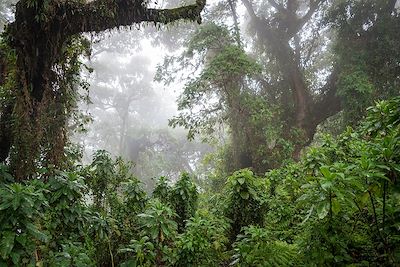 Bisate Lodge - Parc National des Volcans - Rwanda