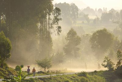 Nyungwe - Rwanda