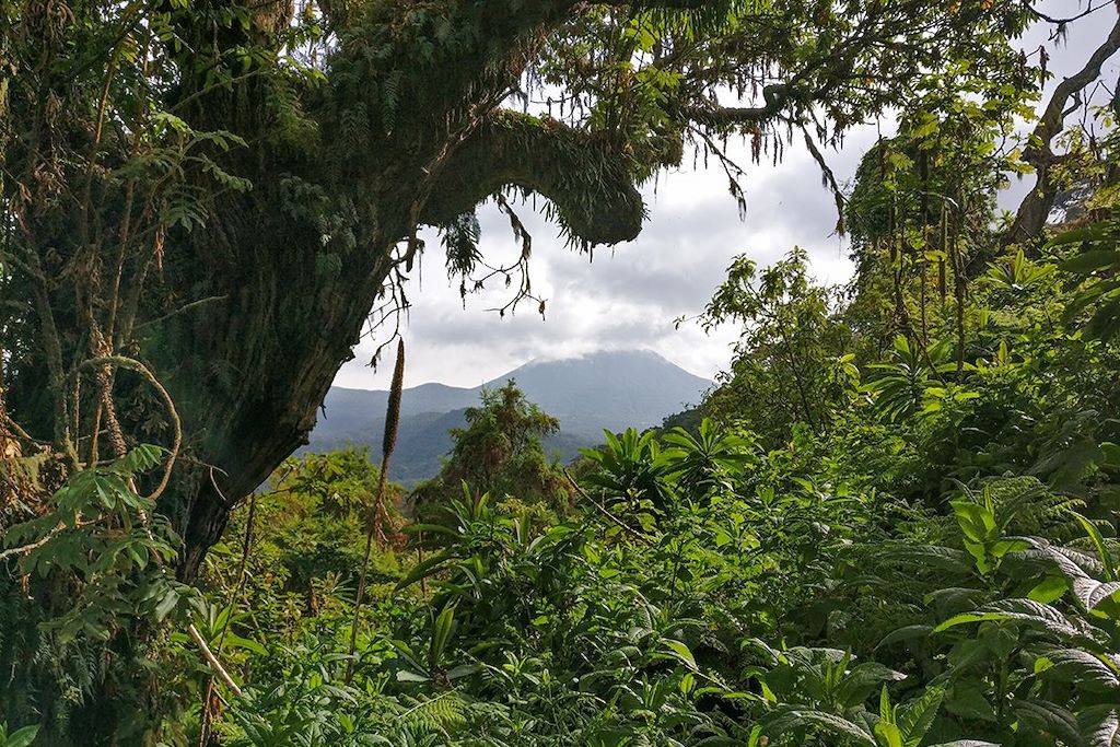 Image Vélo Congo Nile Trail - Akagera - Gorilles des montagnes