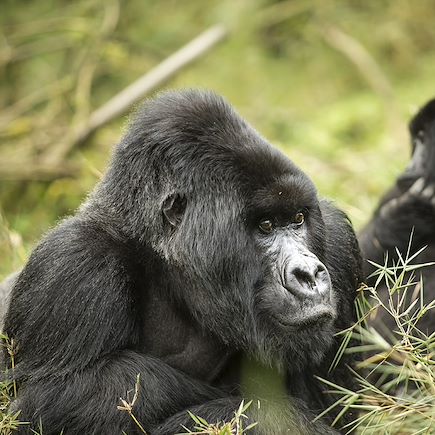 Observation animalière Rwanda