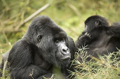 © Visit Rwanda - Gorilles des montagnes - Rwanda Gorilles des montagnes - Rwanda