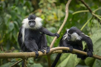 Singes Colobes , Le parc national de Nyungwe 