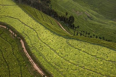 Plantation de thé - Rwanda