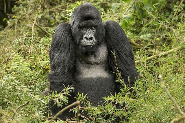 Safari Rwanda