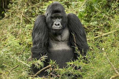 Gorille des montagnes - Rwanda