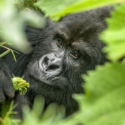 Safari Rwanda