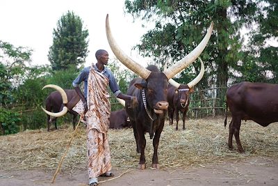 Vaches royales (Inyambo) - Nyanza - Rwanda