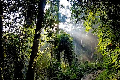 Forêt - Parc national de Nyungwe - Rwanda