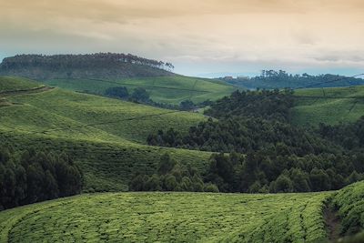 Plantation de thé,  parc national de Nyungwe 