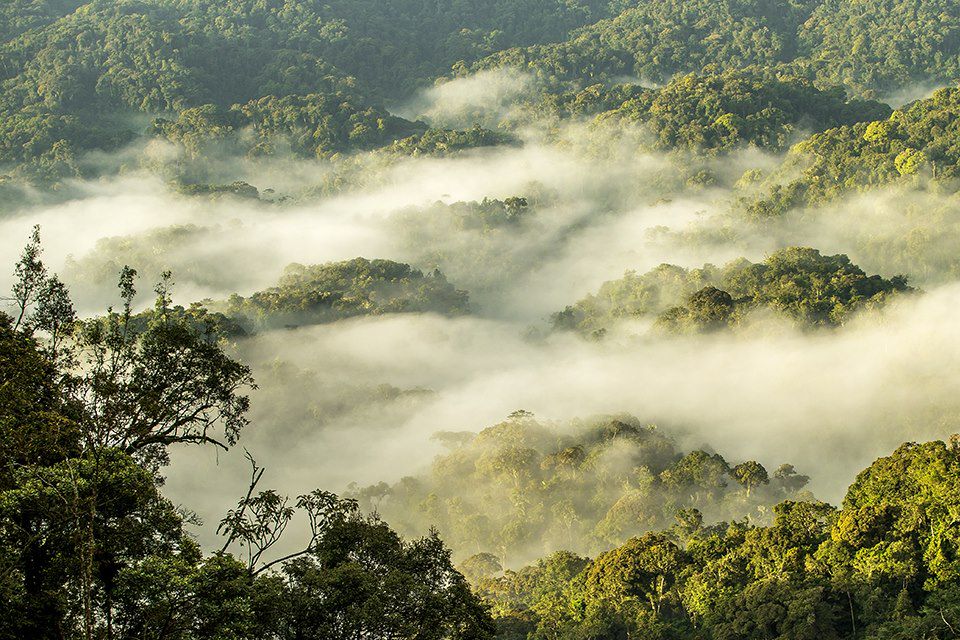 Image Trek Rwanda - Congo Nile Trail - Foret de Nyungwe