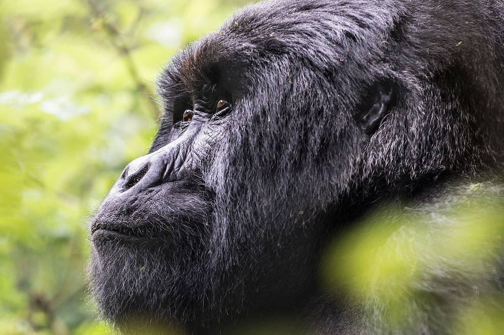Image Trek Rwanda - Congo Nile Trail - Foret de Nyungwe
