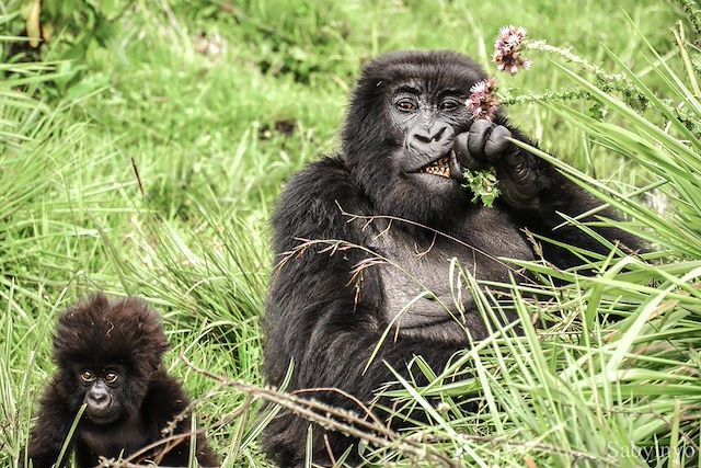 Voyage : Immersion rwandaise : entre culture et primates  Voyage Immersion rwandaise : entre culture et primates