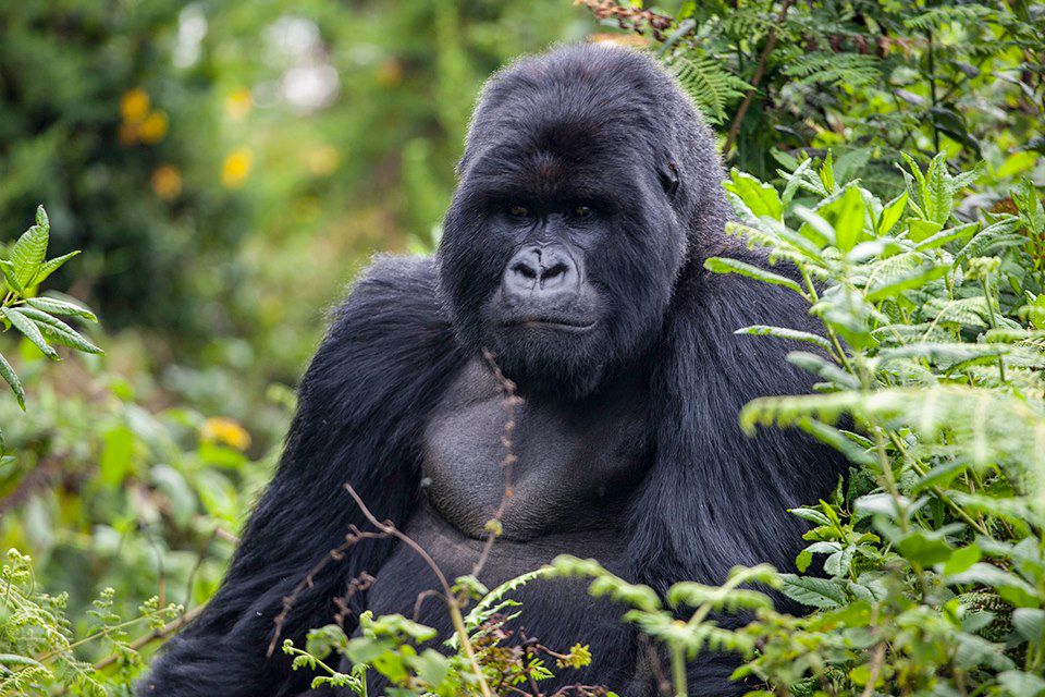 Image Trek Rwanda - Congo Nile Trail - Foret de Nyungwe