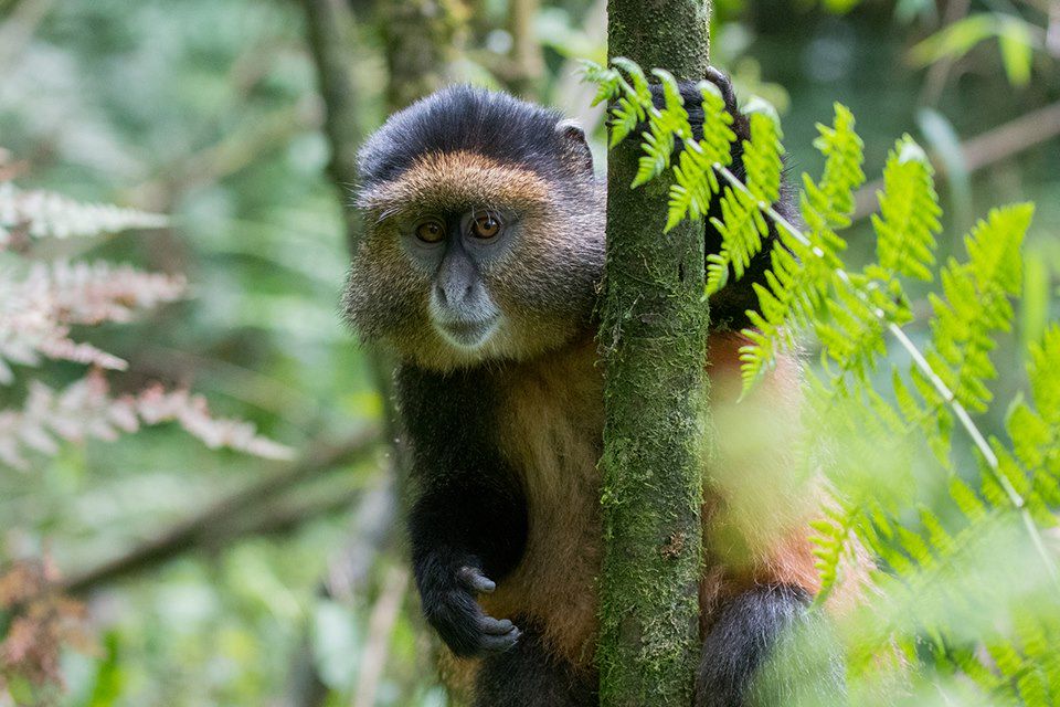 Image Trek Rwanda - Congo Nile Trail - Foret de Nyungwe