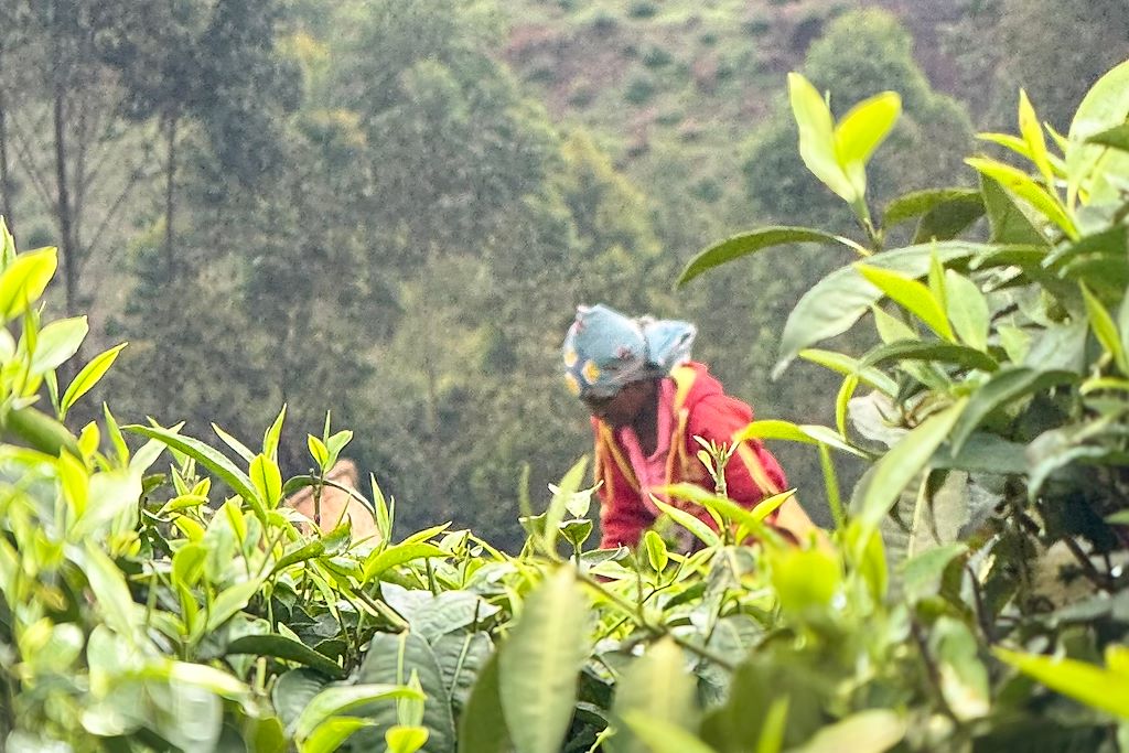 Image Trek Rwanda - Congo Nile Trail - Foret de Nyungwe