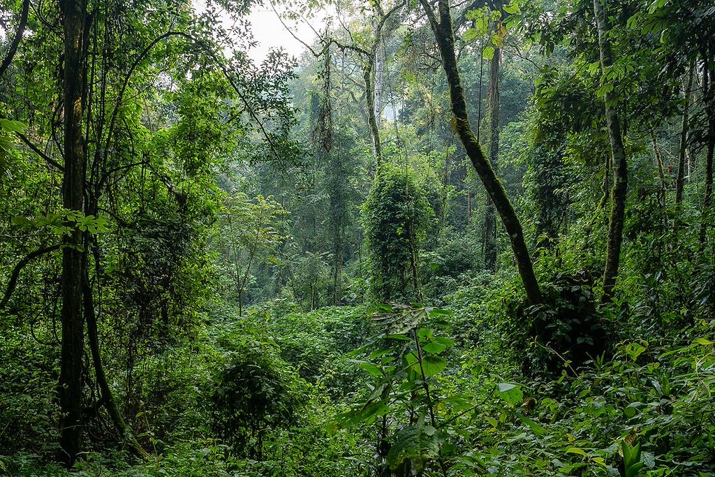 Image Découverte du Rwanda à vélo électrique - VTT Rwanda - Congo Nile Trail à vélo