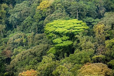 © Visit Rwanda - Parc national de Nyungwe - Rwanda Parc national de Nyungwe - Rwanda