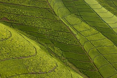 © Visit Rwanda - Plantations de thé - Rwanda Plantations de thé - Rwanda