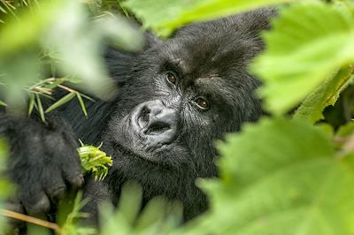 © Visit Rwanda - Gorille des montagnes - Rwanda Gorille des montagnes - Rwanda