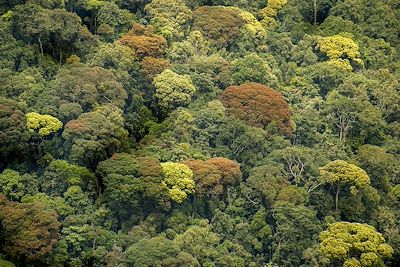 © Visit Rwanda - Parc national de Nyungwe - Rwanda Parc national de Nyungwe - Rwanda