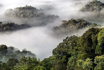 © Visit Rwanda - Parc national de Nyungwe - Rwanda Parc national de Nyungwe - Rwanda