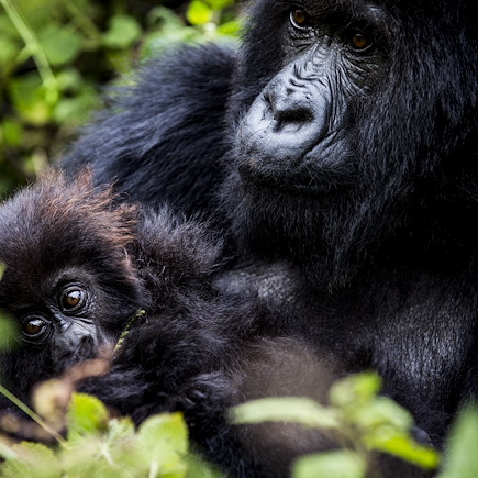 Randonnée Rwanda