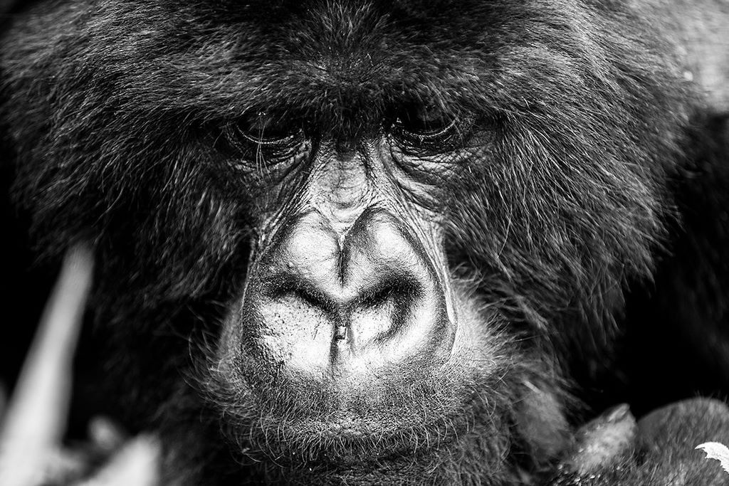 Image Trek Rwanda - Randonnée Congo Nile Trail - Foret de Nyungwe