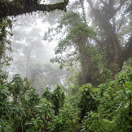 Randonnée Rwanda