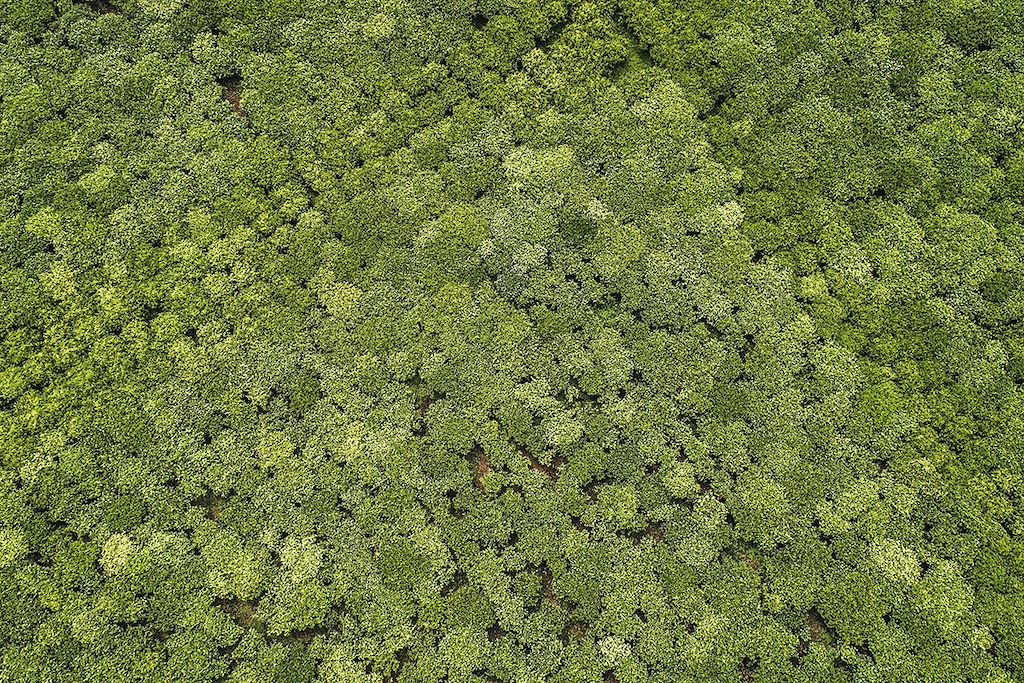 Image Trek Rwanda - Randonnée Congo Nile Trail - Foret de Nyungwe