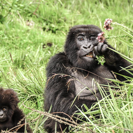 Randonnée Rwanda